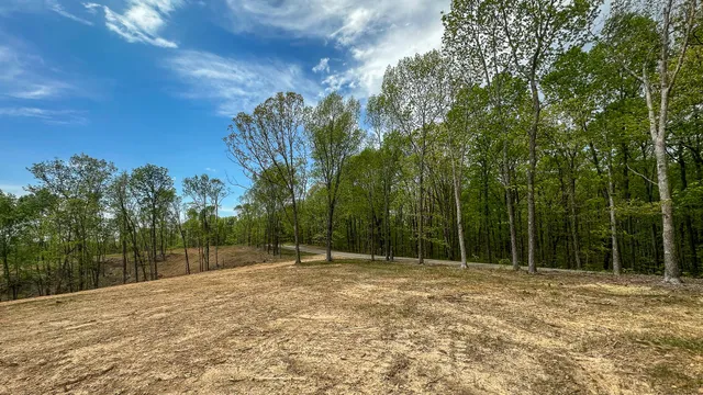 a view of a lush green forest