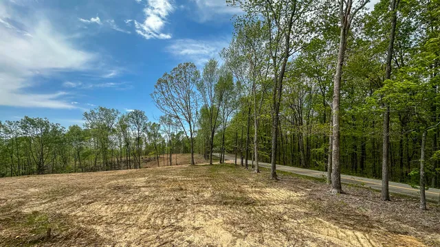 a view of a yard with large trees