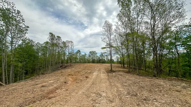 a view of a yard with plants and trees