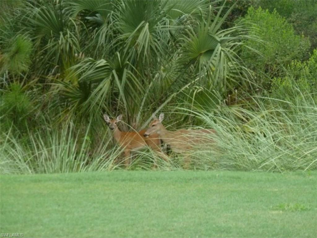 8680 Cedar Hammock Circle, Unit 134 Naples, FL 34112 - Photo 26 of 40 Abundant wildlife.