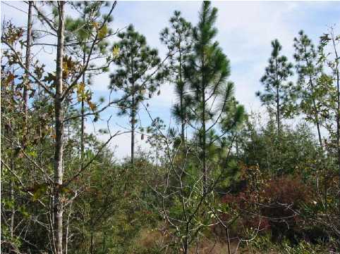 N/a Evans Road DeFuniak Springs, FL 32435 - Photo 2 of 4 Additional Photo