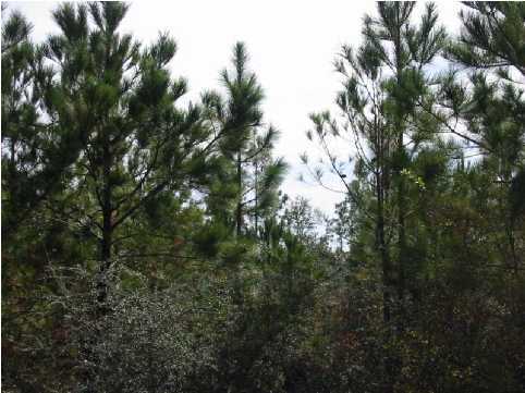 N/a Evans Road DeFuniak Springs, FL 32435 - Photo 3 of 4 Additional Photo
