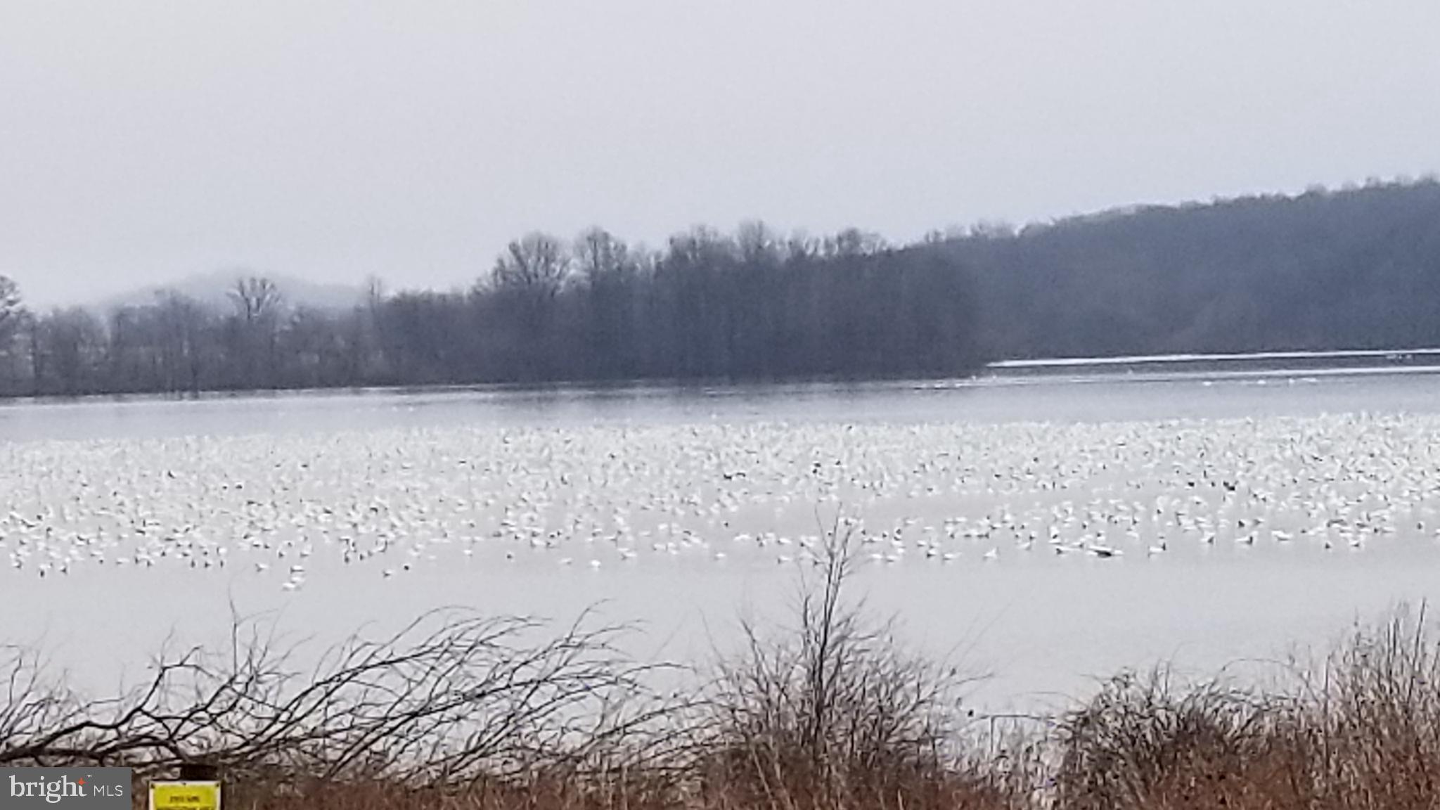244 Albright Road Newmanstown, PA 17073 - Photo 22 of 22 Minutes to Middlecreek - enjoy the snow geese!
