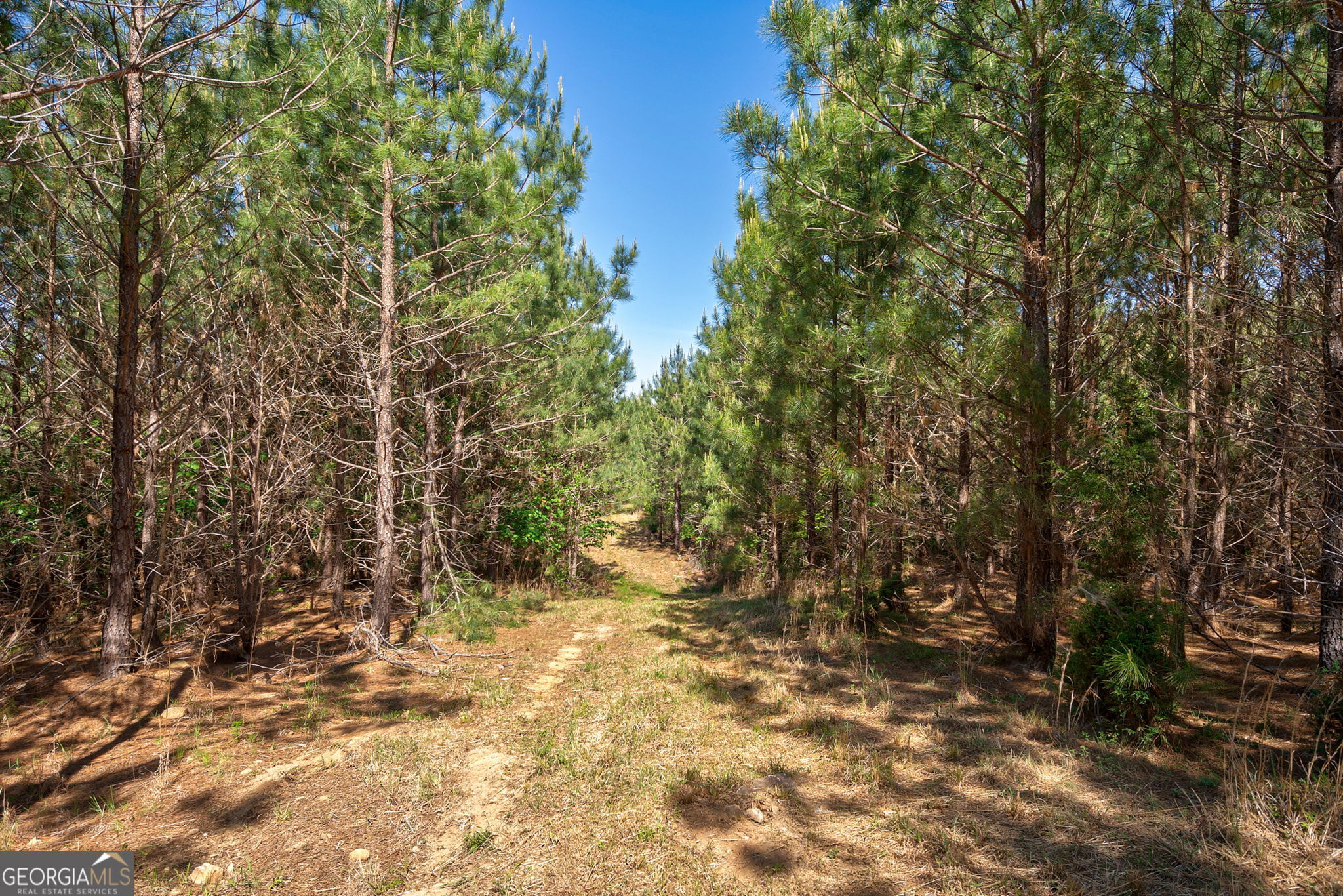 0 Brewer's Bridge Road Elberton, GA 30635 - Photo 19 of 38 a view of a yard with trees