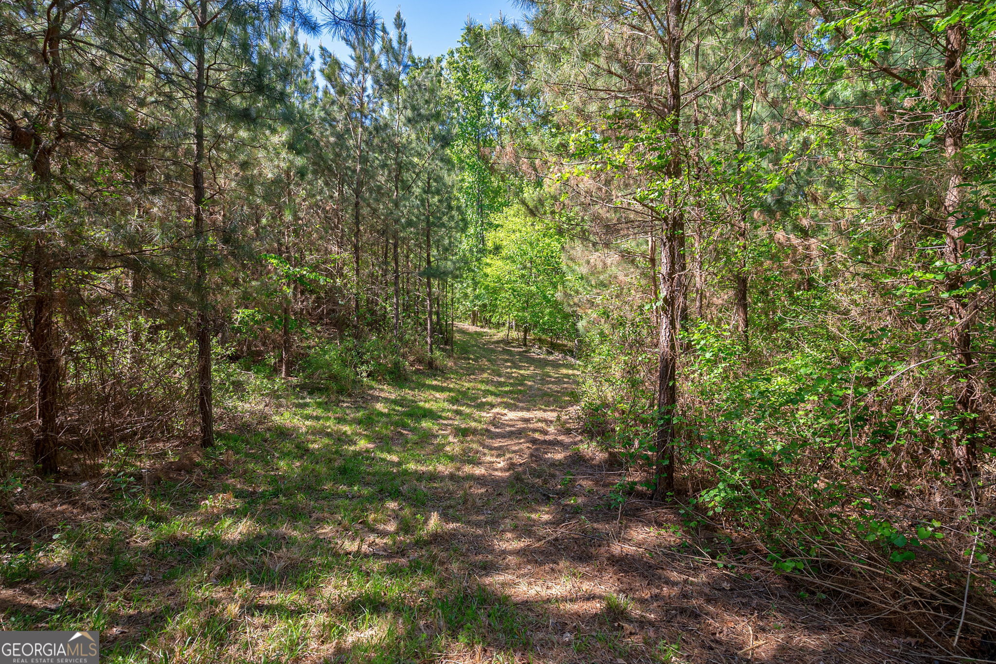 0 Brewer's Bridge Road Elberton, GA 30635 - Photo 37 of 38 a view of a forest with trees in the background