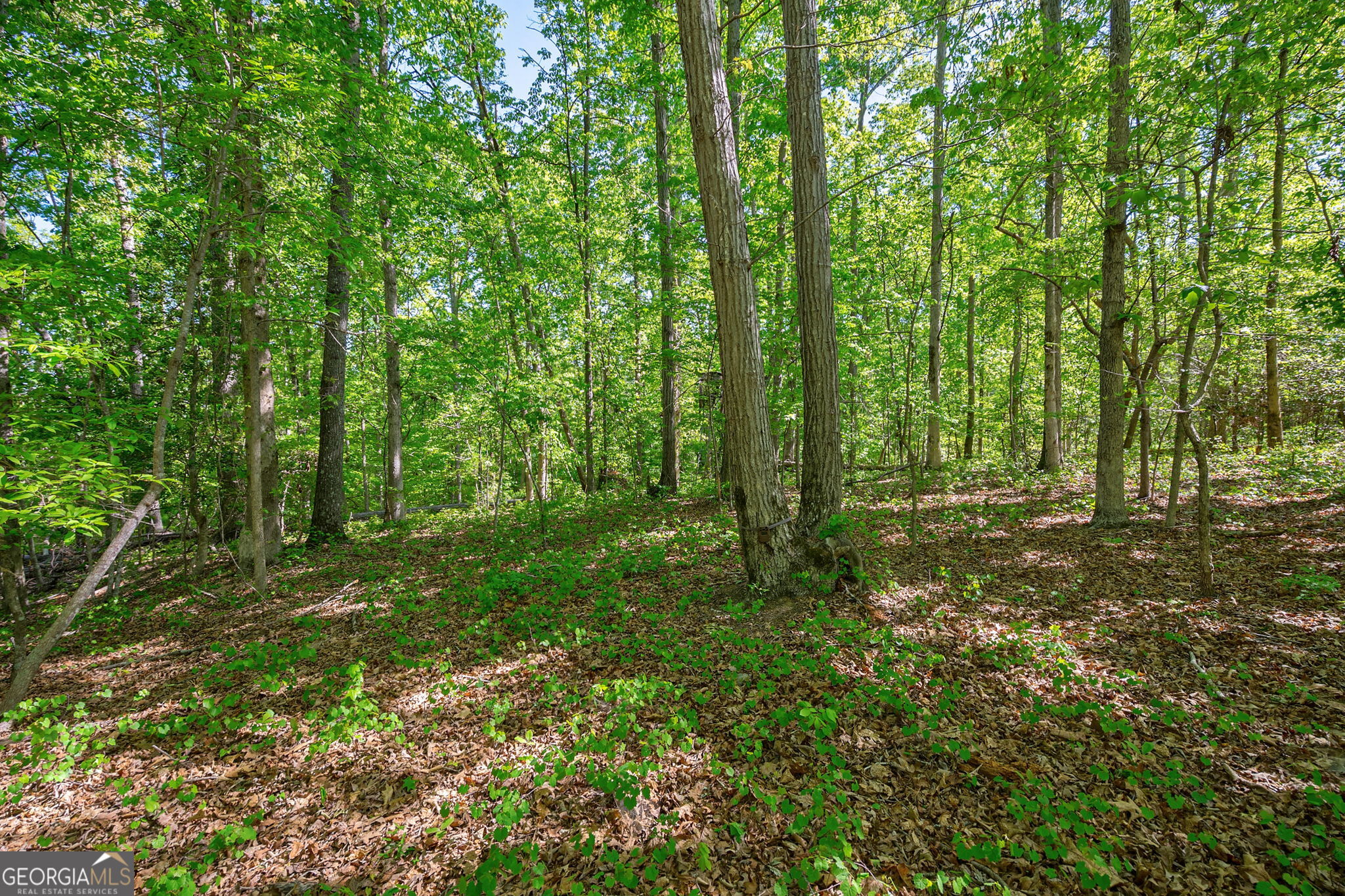 0 Brewer's Bridge Road Elberton, GA 30635 - Photo 38 of 38 a view of outdoor space and green space