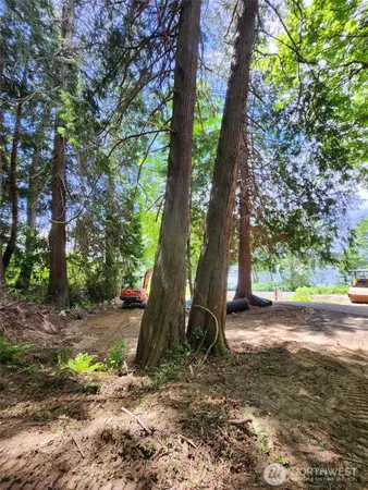 a view of a tree in the middle of a yard
