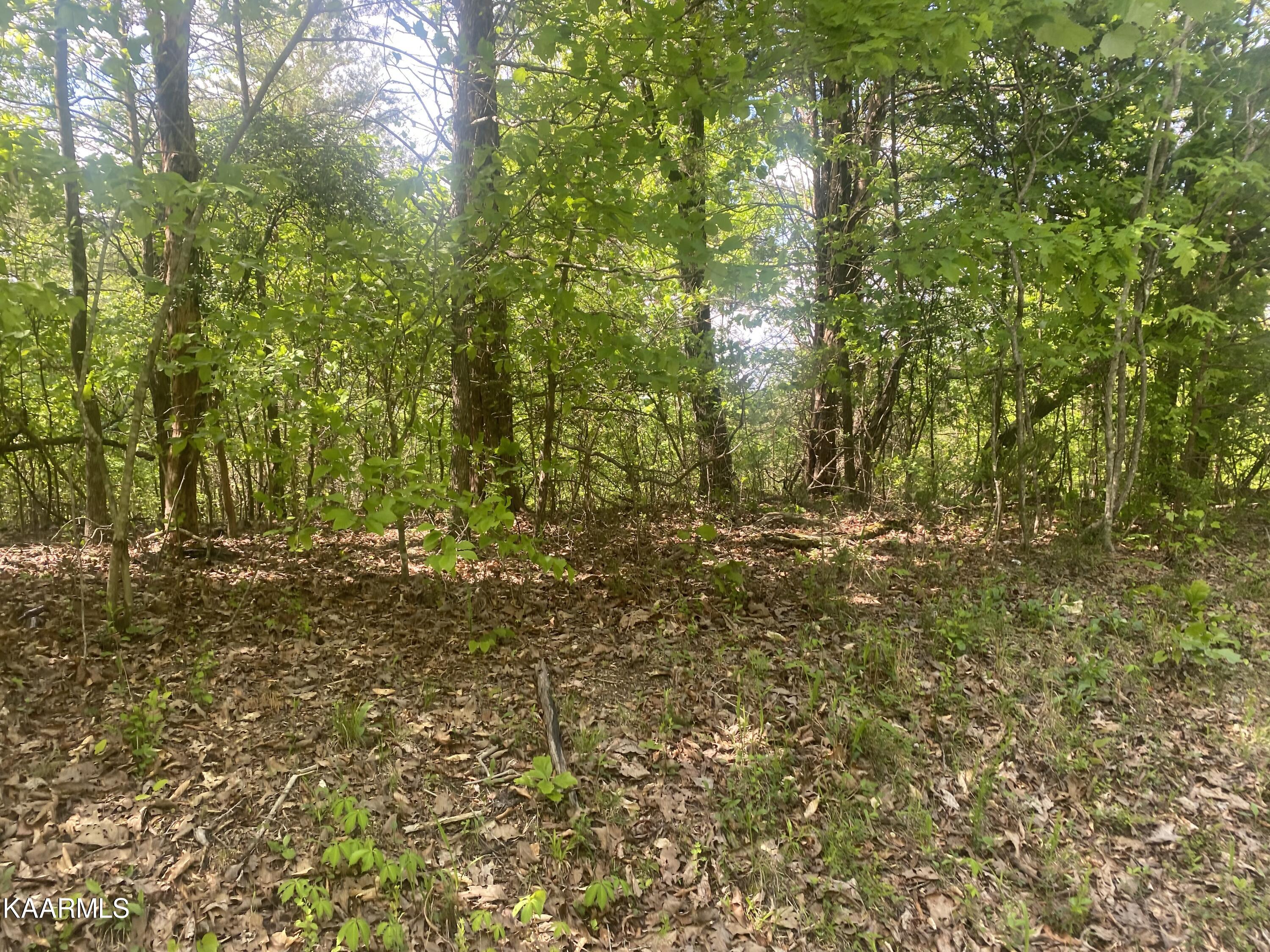 Ten Mile Tn 37880 Road Ten Mile, TN 37880 - Photo 1 of 6 Goins Hill Road