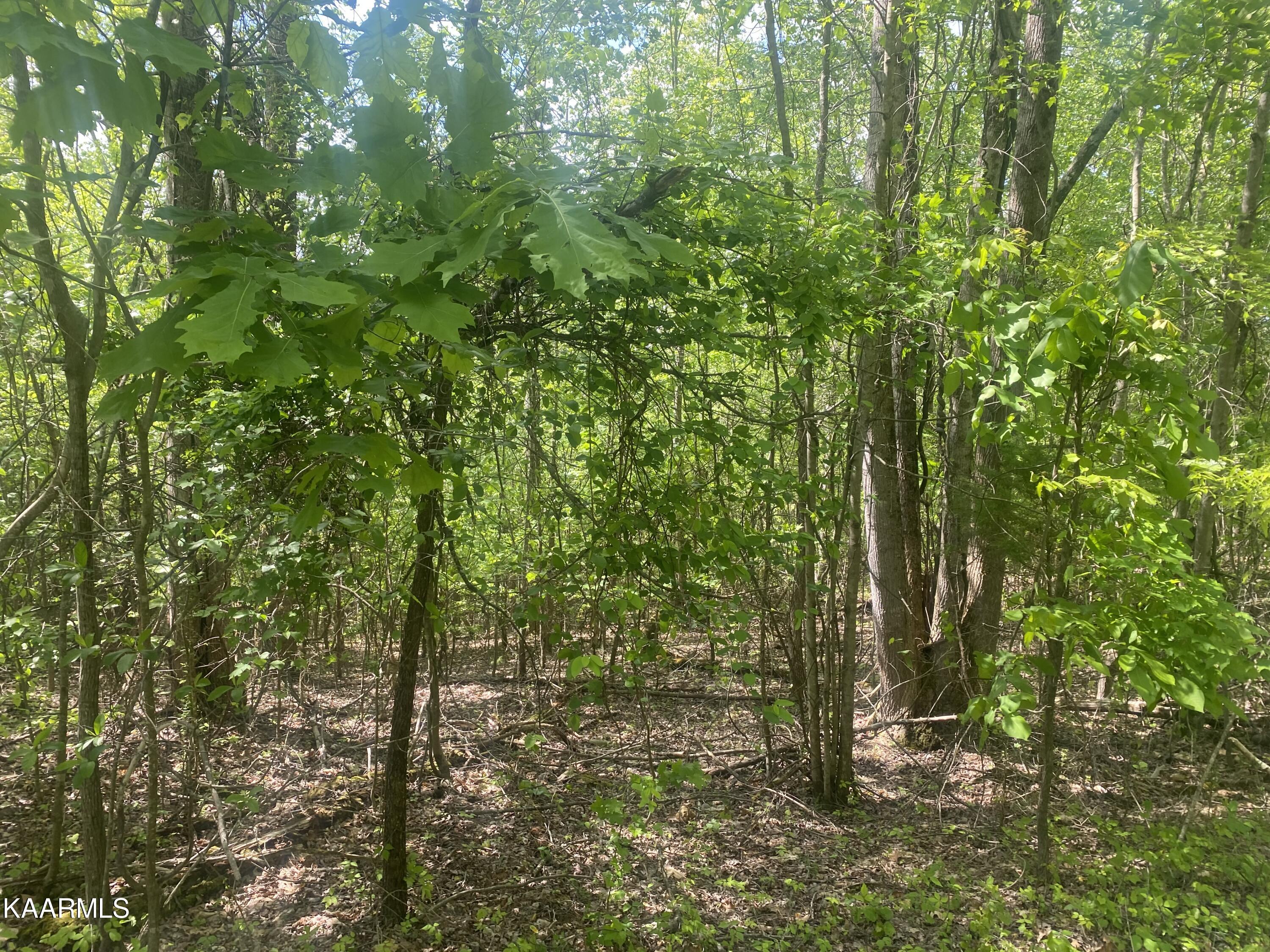 Ten Mile Tn 37880 Road Ten Mile, TN 37880 - Photo 3 of 6 Goins Hill Road-3