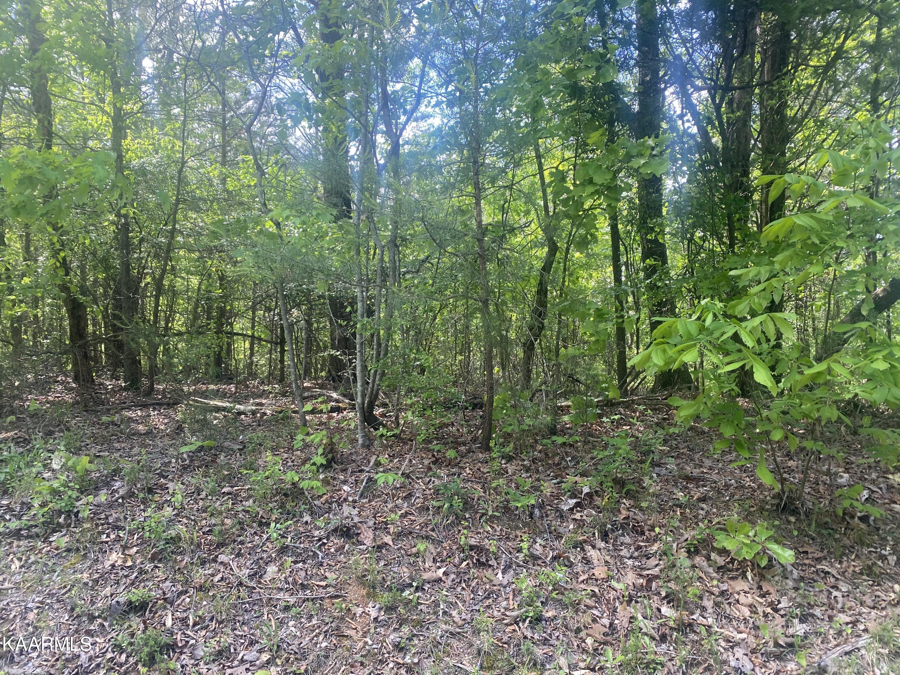 Ten Mile Tn 37880 Road Ten Mile, TN 37880 - Photo 4 of 6 Goins Hill Road-4