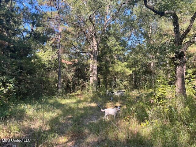 59170 Wilfred Singley Road Angie, LA 70426 - Photo 4 of 13 IMG_3820