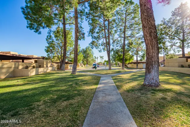 a park with large trees