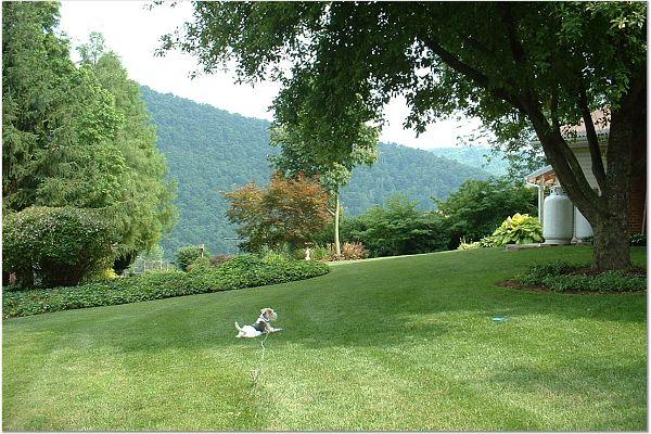 4290 Walnut Grove Road Shawsville, VA 24162 - Photo 11 of 23 Yard view 3