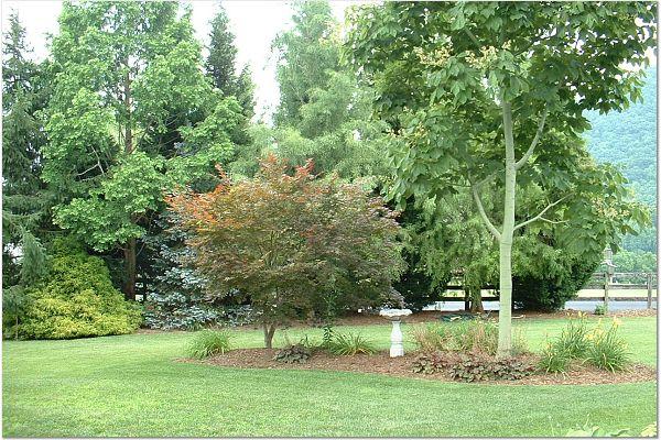 4290 Walnut Grove Road Shawsville, VA 24162 - Photo 10 of 23 Yard View 2