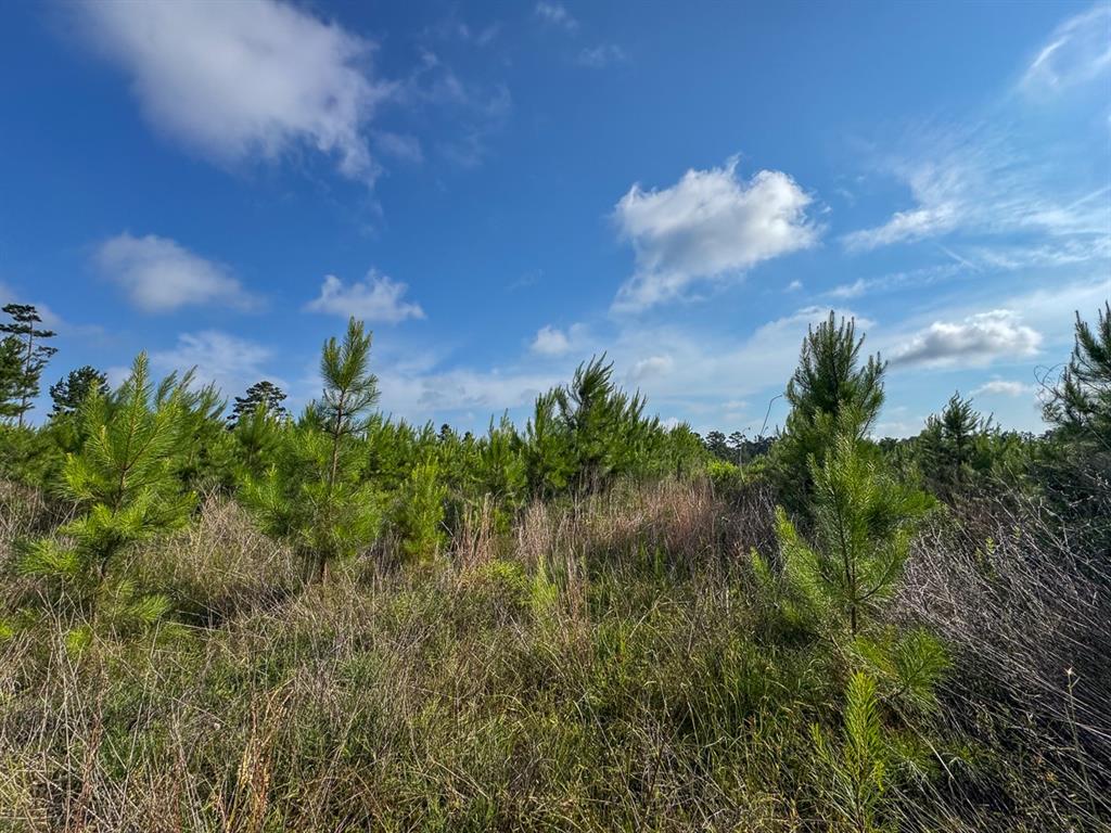 T-1 Ellis West Road Pitkin, LA 70656 - Photo 14 of 18