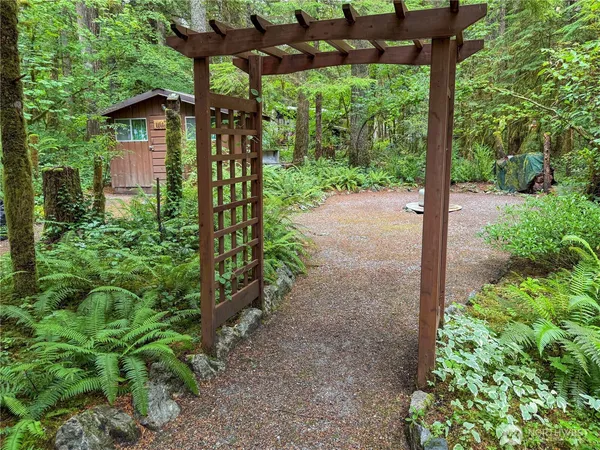 a view of a yard with plants and large trees
