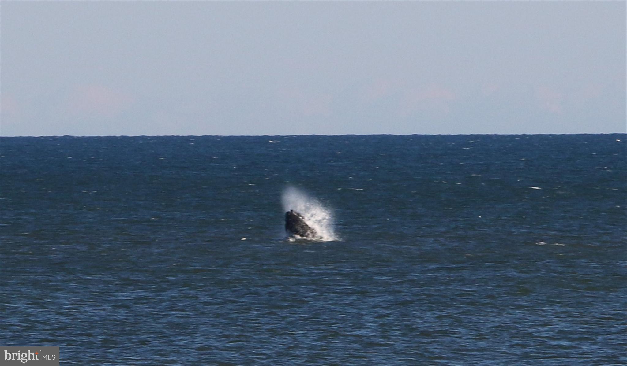 901 Ocean Avenue, Unit 901 Ship Bottom, NJ 08008 - Photo 42 of 43