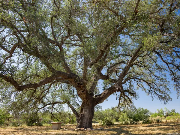 a tree in the middle of a yard