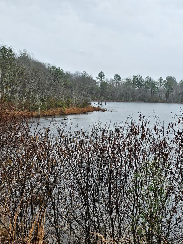0 Buckner Road Junction City, GA 31812 - Photo 8 of 14 Gallery Image 8