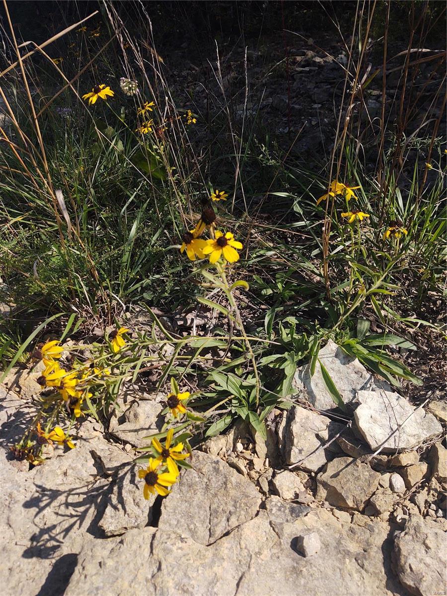 0 Rue Celeste Bonne Terre, MO 63628 - Photo 4 of 9