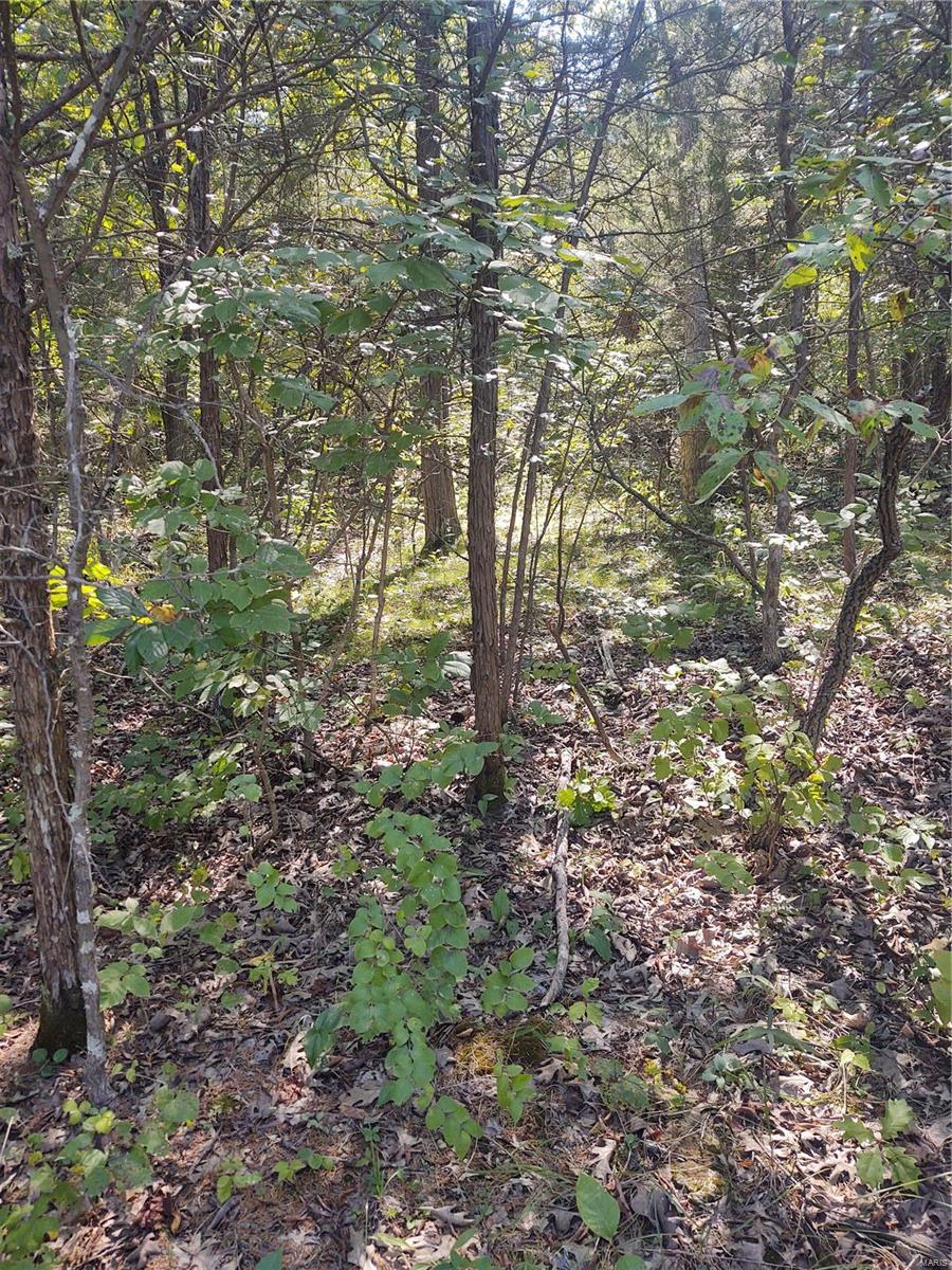 0 Rue Celeste Bonne Terre, MO 63628 - Photo 6 of 9