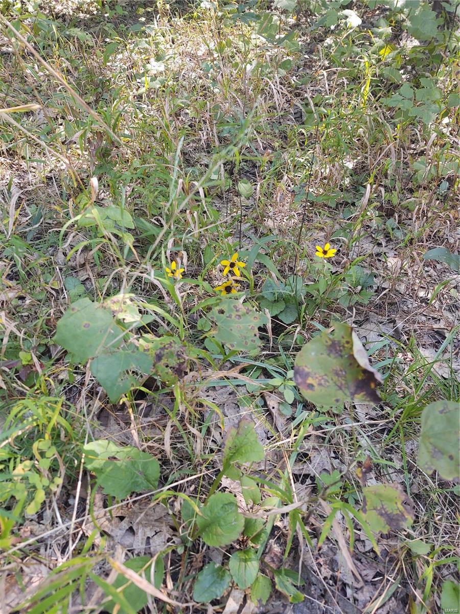 0 Rue Celeste Bonne Terre, MO 63628 - Photo 7 of 9