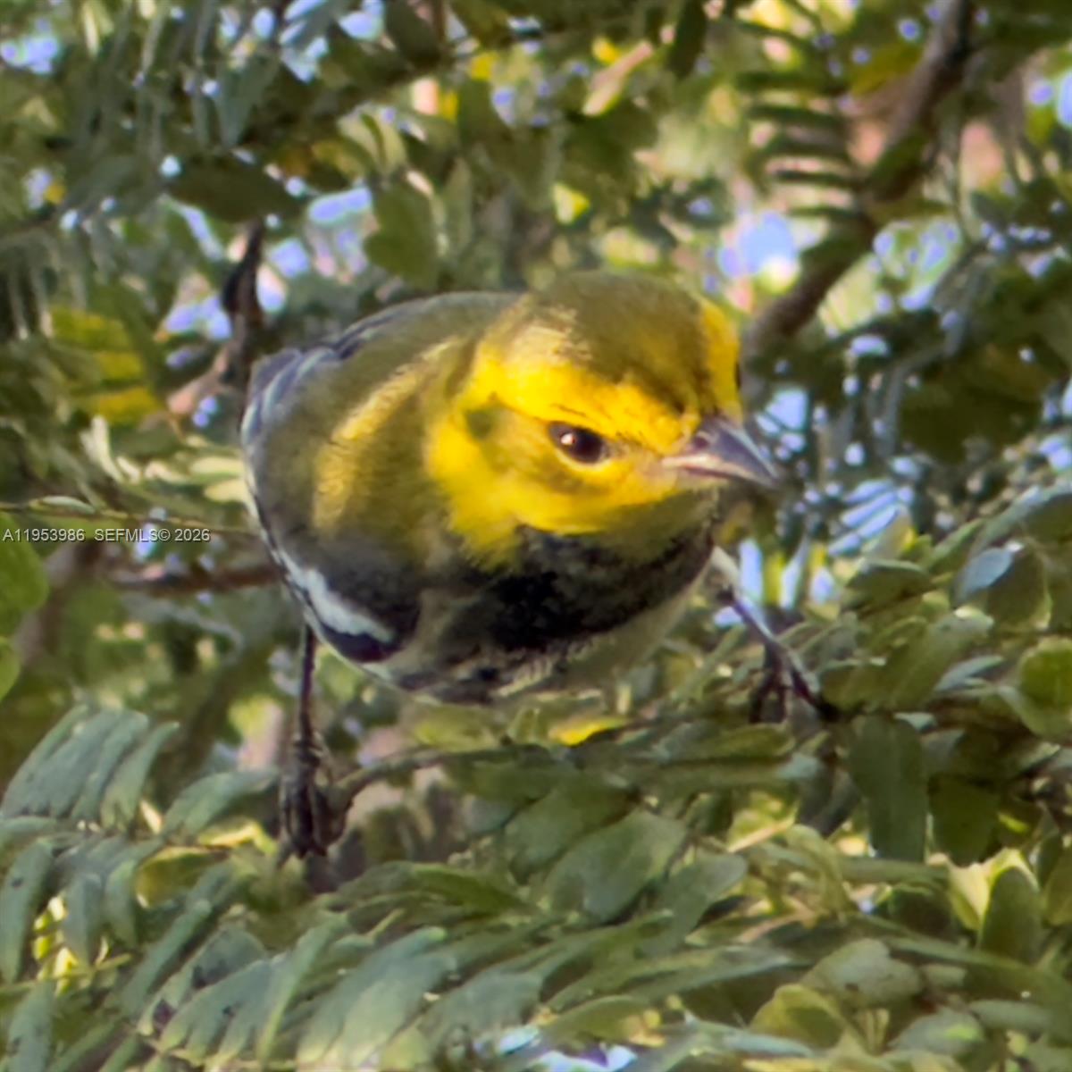 13595 Southwest 114th Terrace Miami, FL 33186 - Photo 67 of 67 Bird in the park