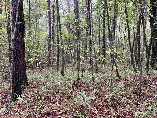 a view of a forest that has large trees