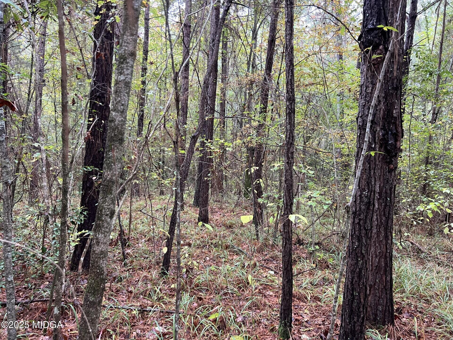 0 Clinton Crossing Drive Gray, GA 31032 - Photo 6 of 11 a view of a forest that has large trees