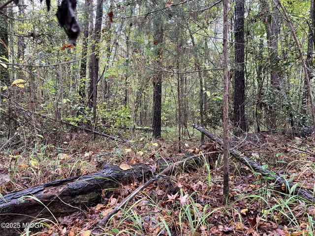 a view of a forest with trees