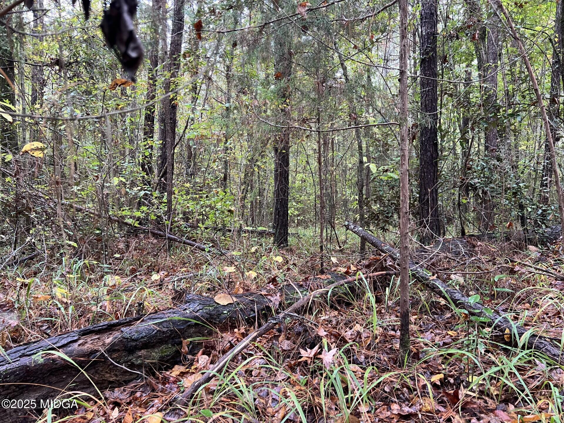 0 Clinton Crossing Drive Gray, GA 31032 - Photo 7 of 11 a view of a forest with lots of trees