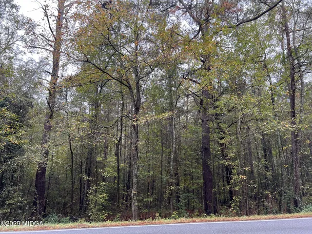 a view of a forest filled with trees