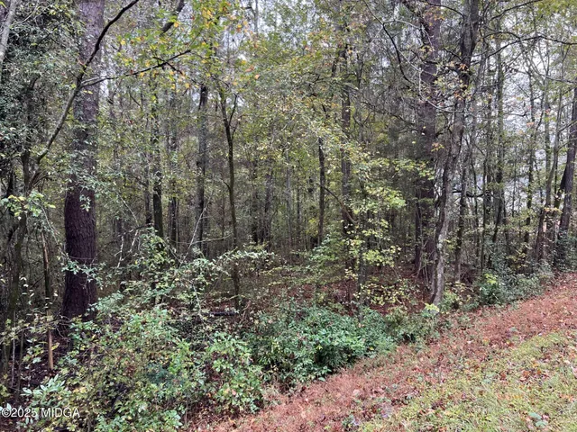 a view of a forest with trees in the background