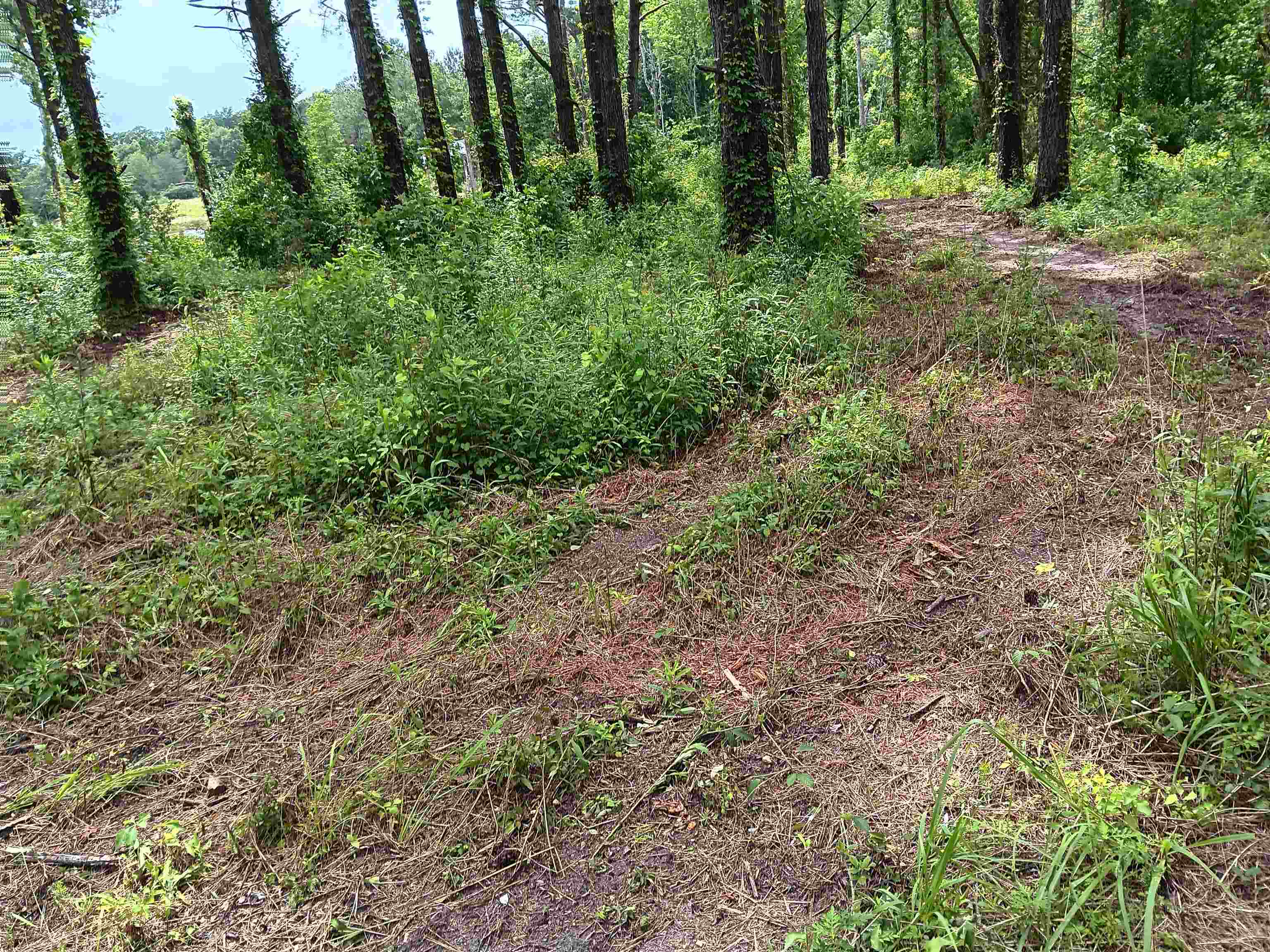 Tbd Bozeman Road Dozier, AL 36028 - Photo 1 of 2 Gallery Image 1