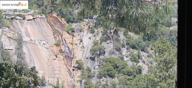 a view of a yard with plants and trees
