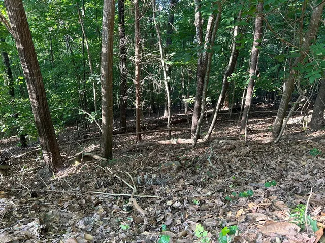 a backyard of a house with lots of trees