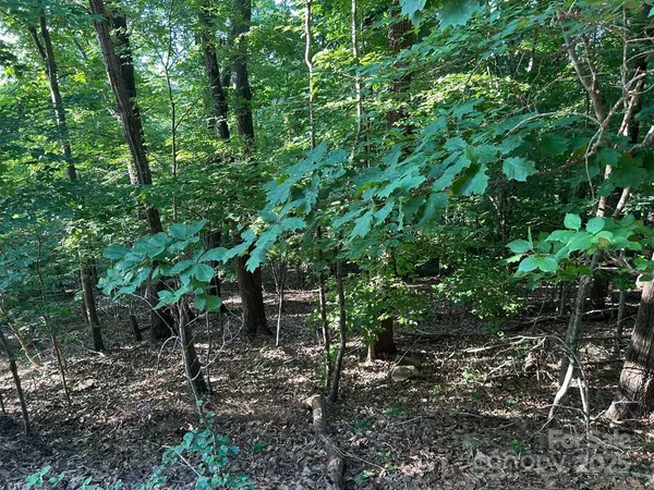 a view of forest