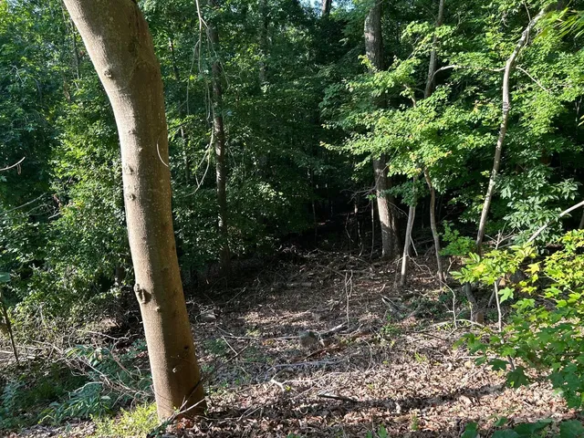 a view of a basketball court