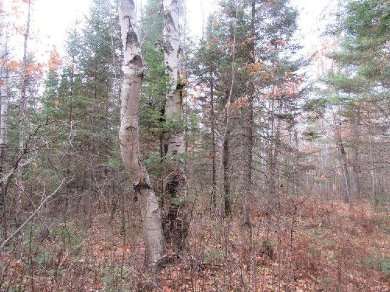 On Cir Lily Road, Unit LOT 1 Manitowish Waters, WI 54545 - Photo 12 of 13 Gallery Image 12