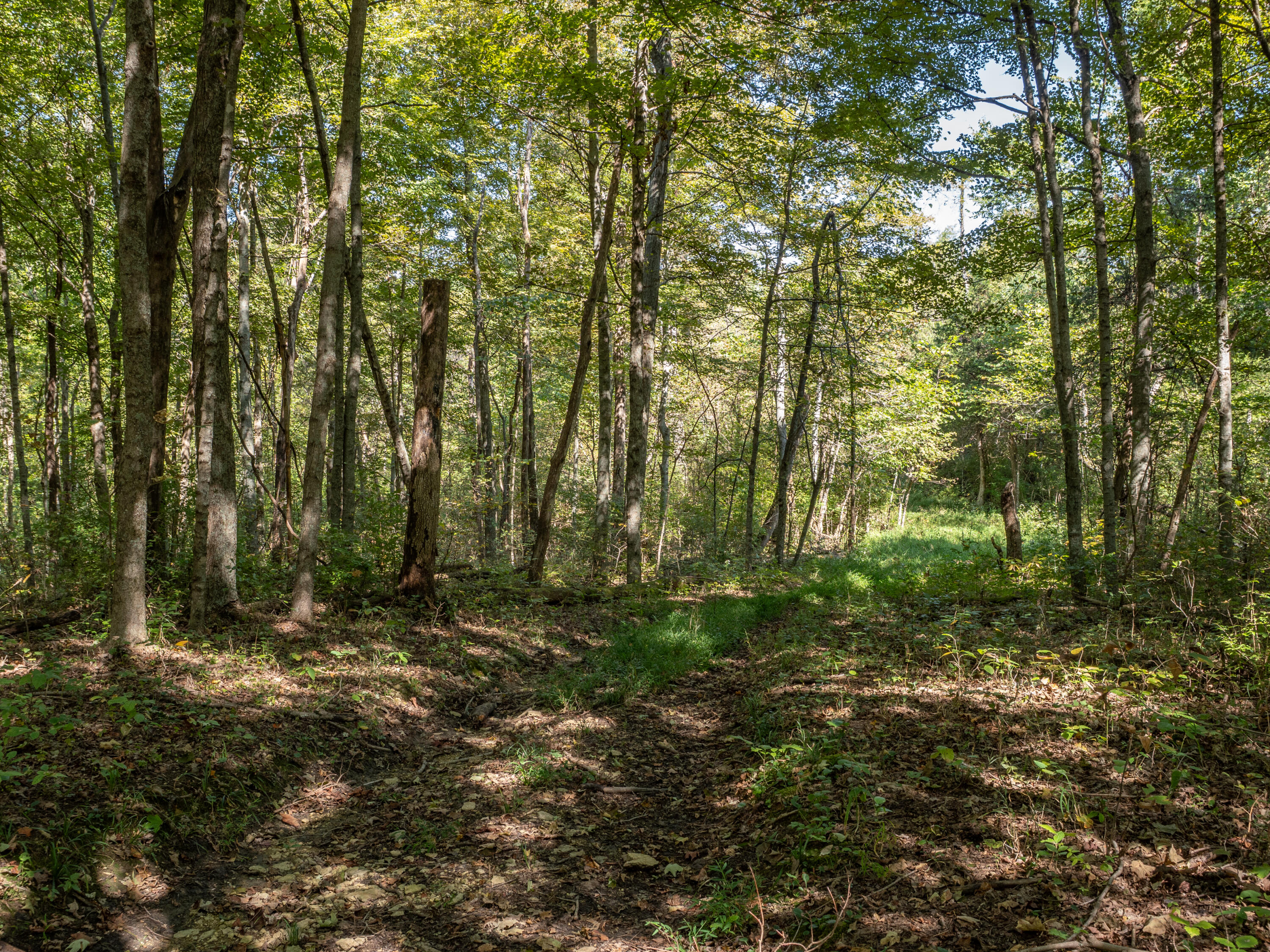 0 Magnolia Road Owingsville, KY 40360 - Photo 20 of 25 PTH10016