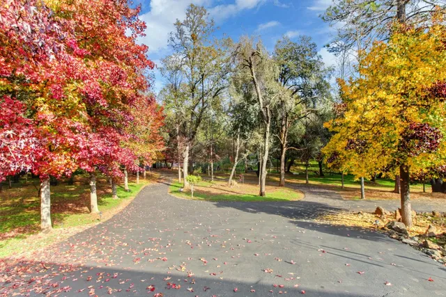 a view of a park with large trees