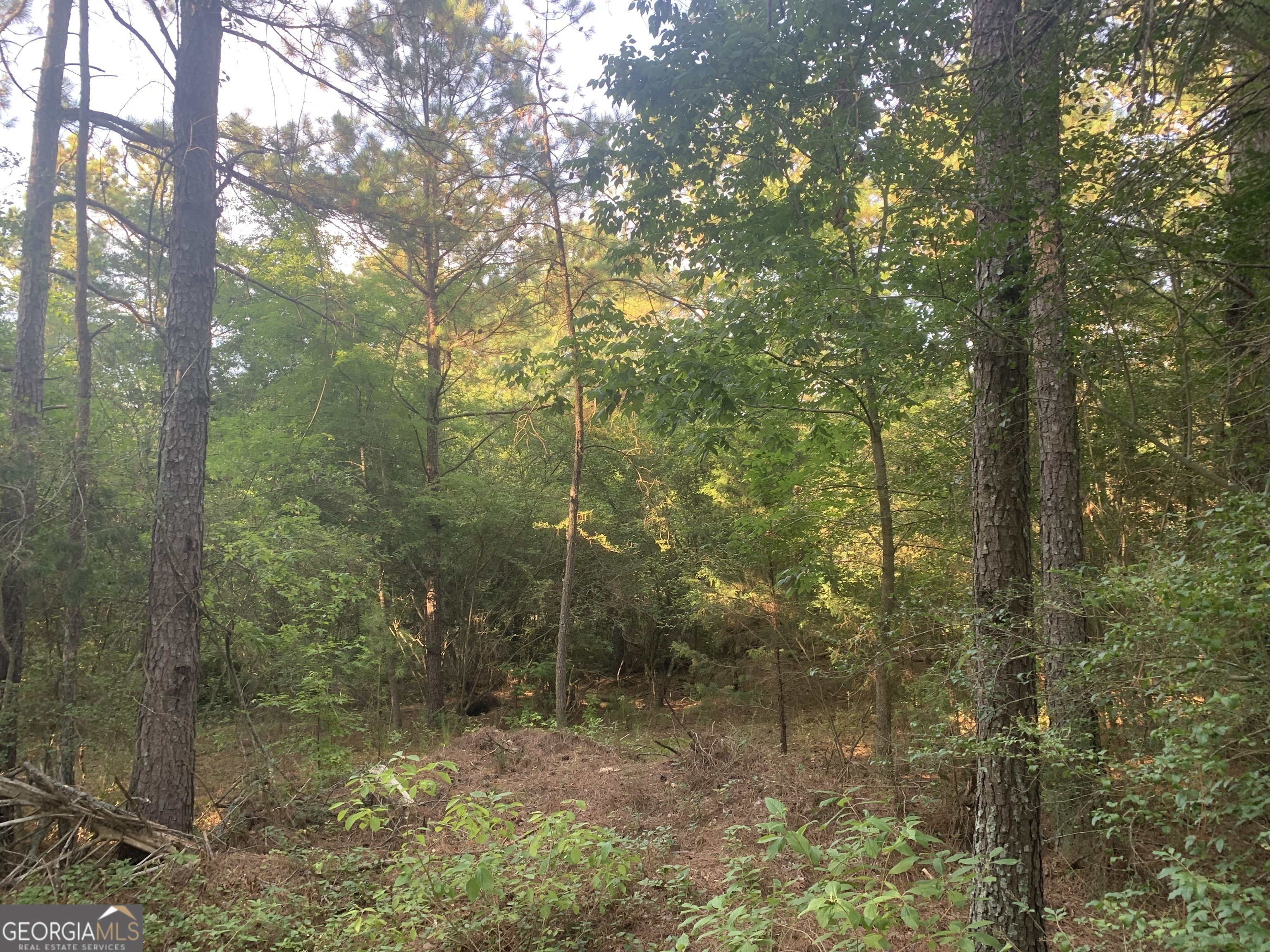 0 Pedenville Road Concord, GA 30206 - Photo 16 of 38 a view of a forest with trees