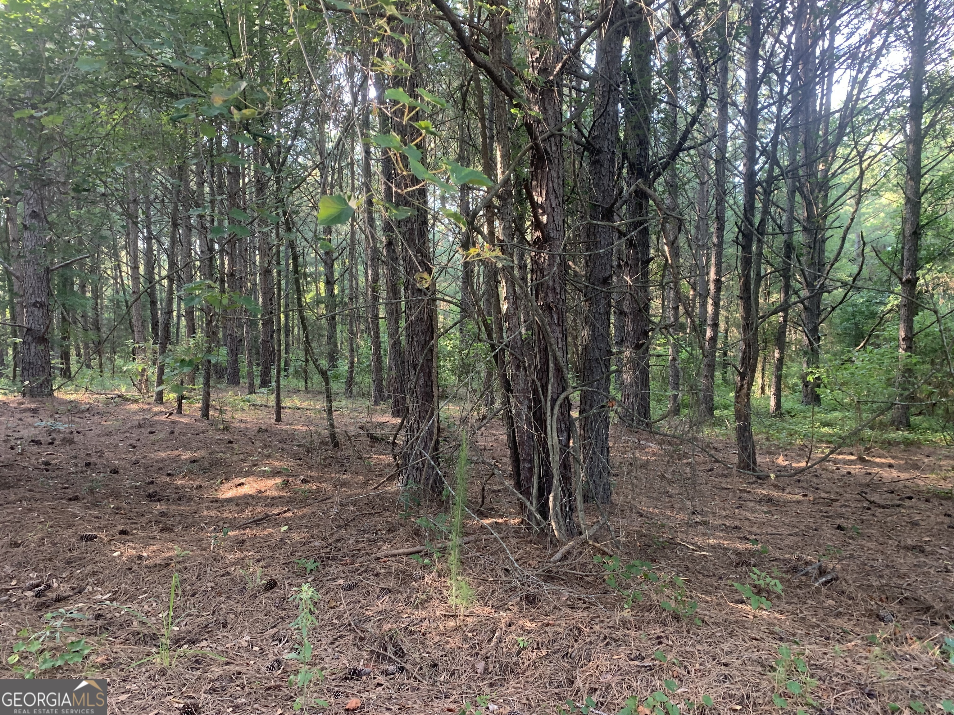 0 Pedenville Road Concord, GA 30206 - Photo 23 of 38 a view of a forest with trees in the background