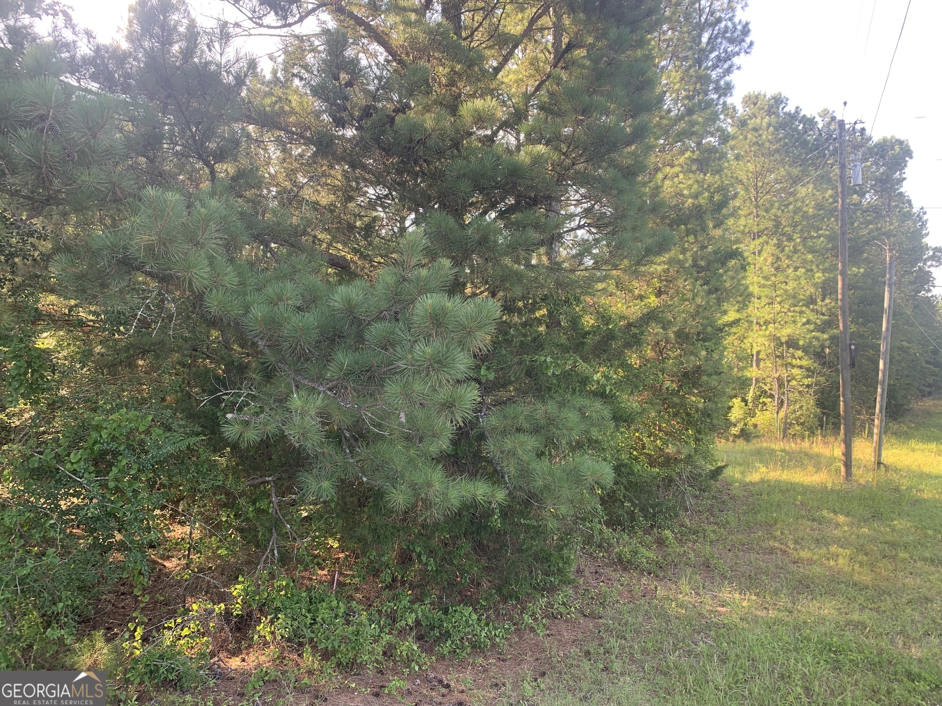 0 Pedenville Road Concord, GA 30206 - Photo 36 of 38 a view of a yard with trees