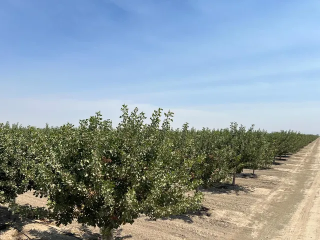 a view of a lake with a mountain in the back