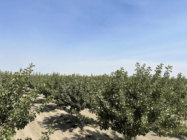 a view of a road with a yard