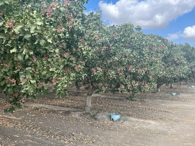 a view of a yard with large trees