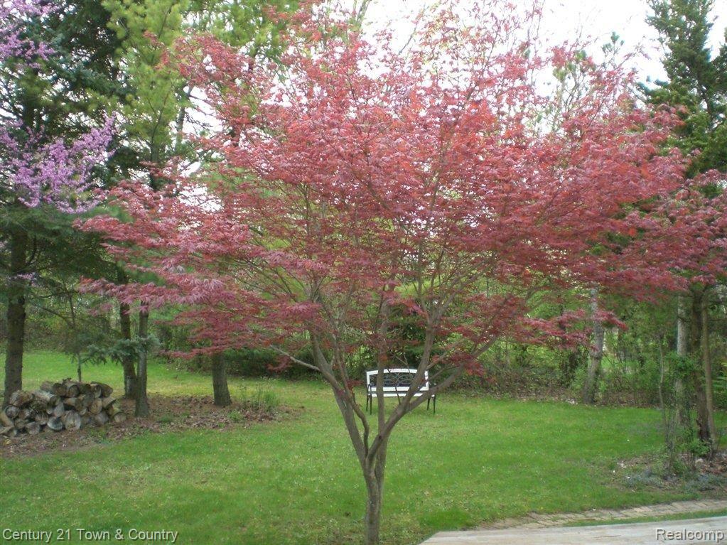 1065 Clopton Bridge Drive Rochester, MI 48306 - Photo 22 of 25 Flowering Tree.jpg