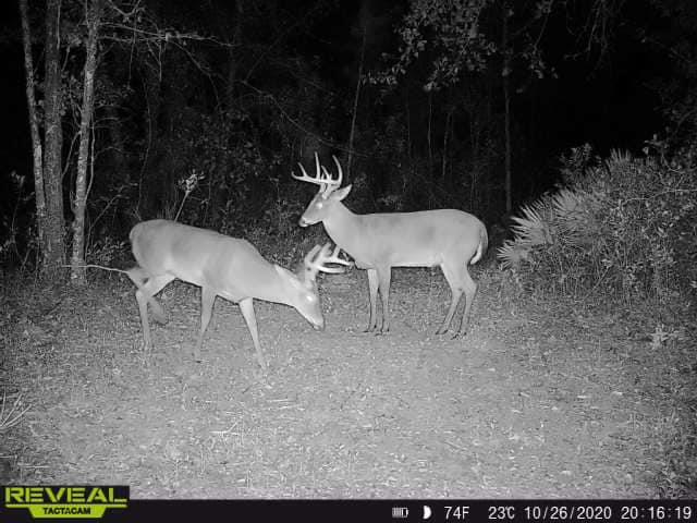 1356 Coxstill Road Adel, GA 31620 - Photo 69 of 71 Gallery Image 69