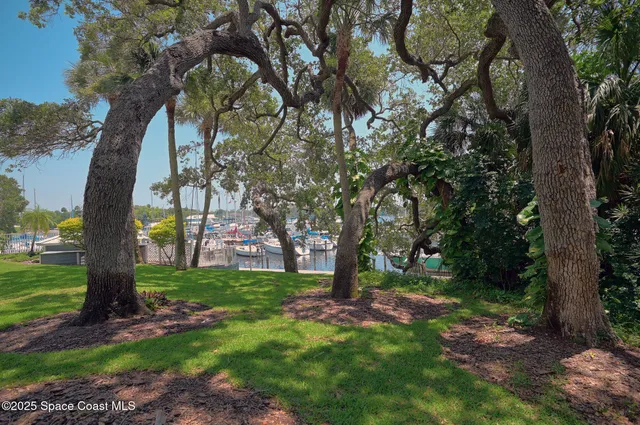 a view of a yard with a tree